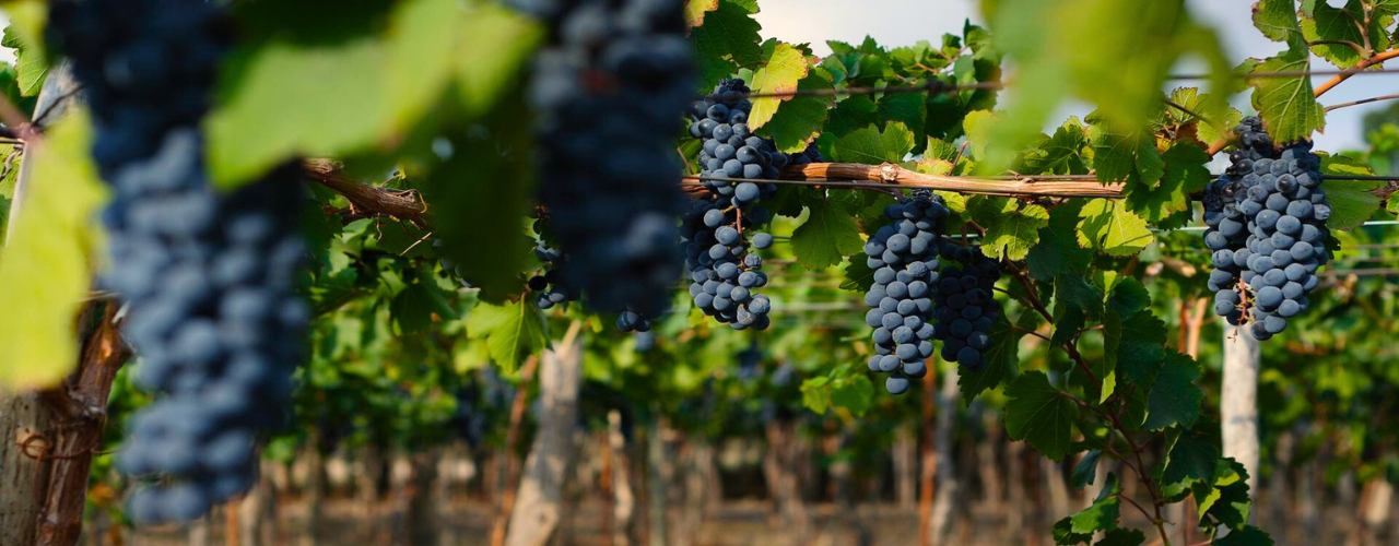 Ruta del Este con Cata