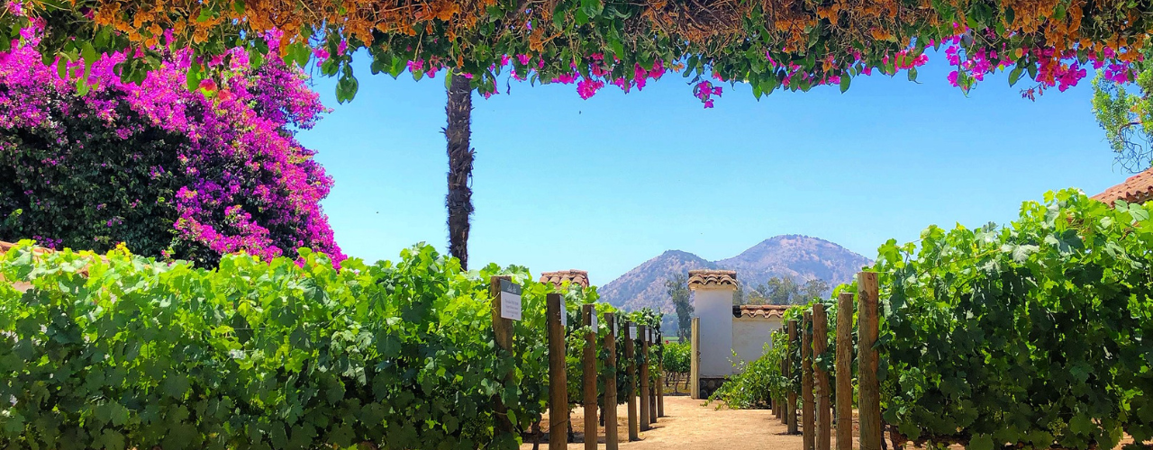 Medio día Viña Santa Rita